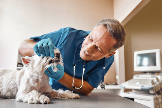 Best 24-Hour Emergency Dentist in Chillum, MD